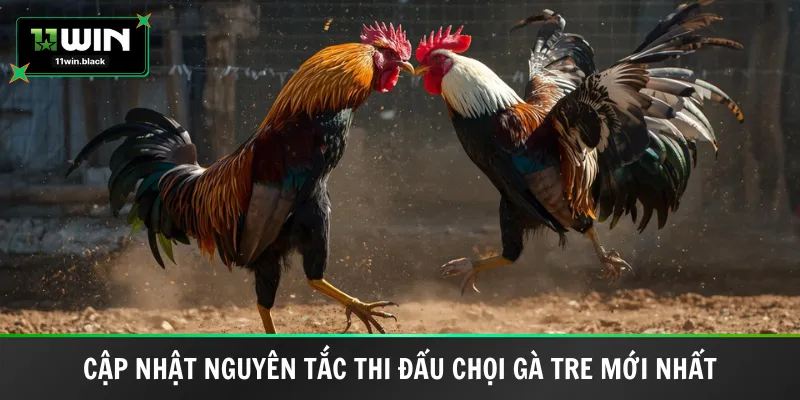 Cập nhật nguyên tắc thi đấu chọi gà tre mới nhất