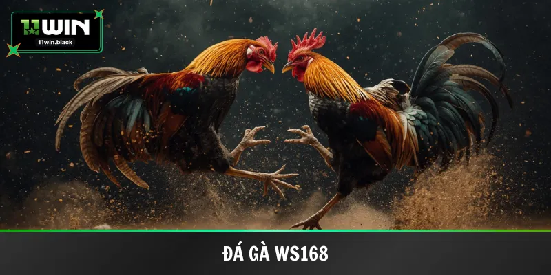đá gà WS168