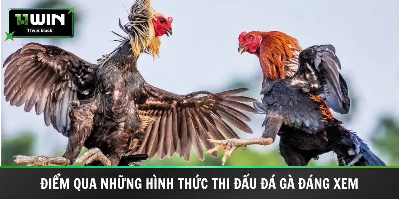 Điểm qua những hình thức thi đấu đá gà đáng xem