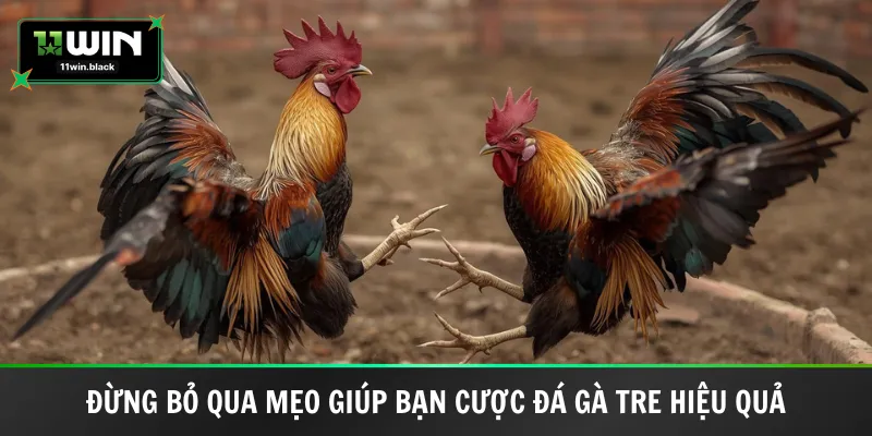 Đừng bỏ qua mẹo giúp bạn cược đá gà tre hiệu quả