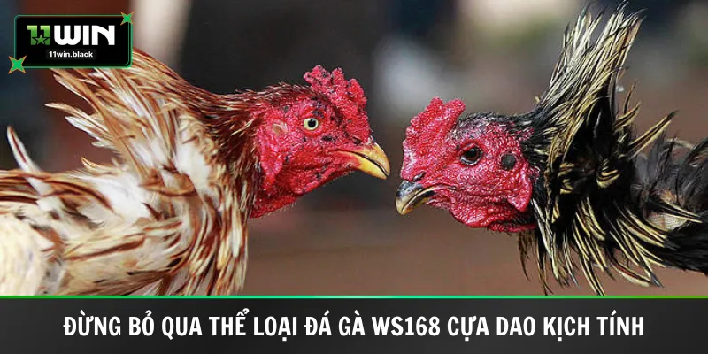 Đừng bỏ qua thể loại đá gà Ws168 cựa dao kịch tính