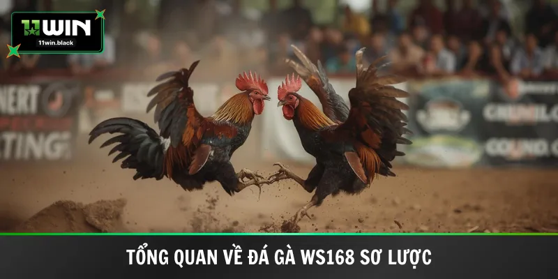Tổng quan về đá gà Ws168 sơ lược